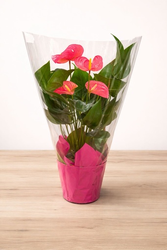 Anthurium 